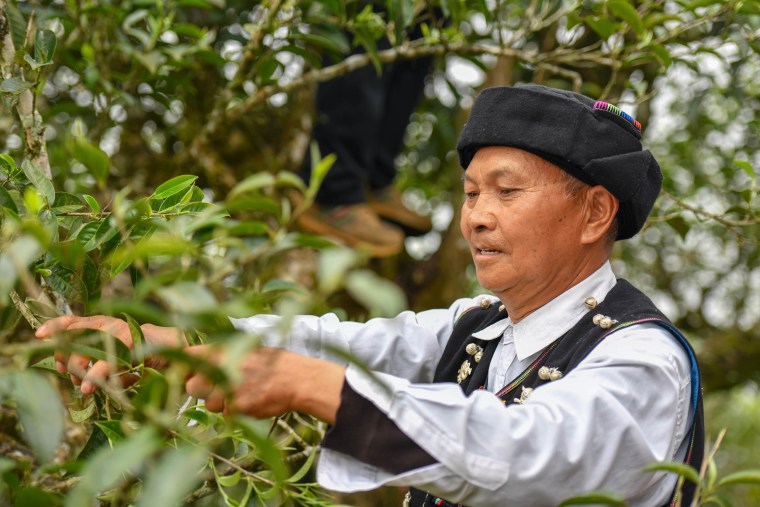 A male tea farmer picks tea leaves at a tea garden
