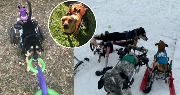 Adoptovala šest handicapovaných psů. Dala jim domov, o jakém už ani nedoufali