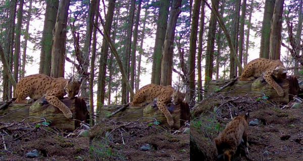 Zázrak v slovenských horách Fotopast zachytila rysa s mláďaty – jedinečný pohled, který se vidí jen jednou za život!