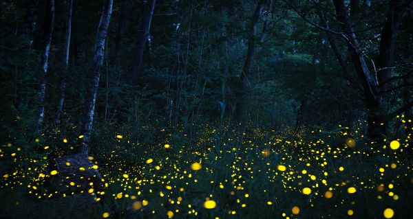 Světlušky v ohrožení: Hmyzem roku 2025 se stali tito zářící brouci. Vědci bijí na poplach