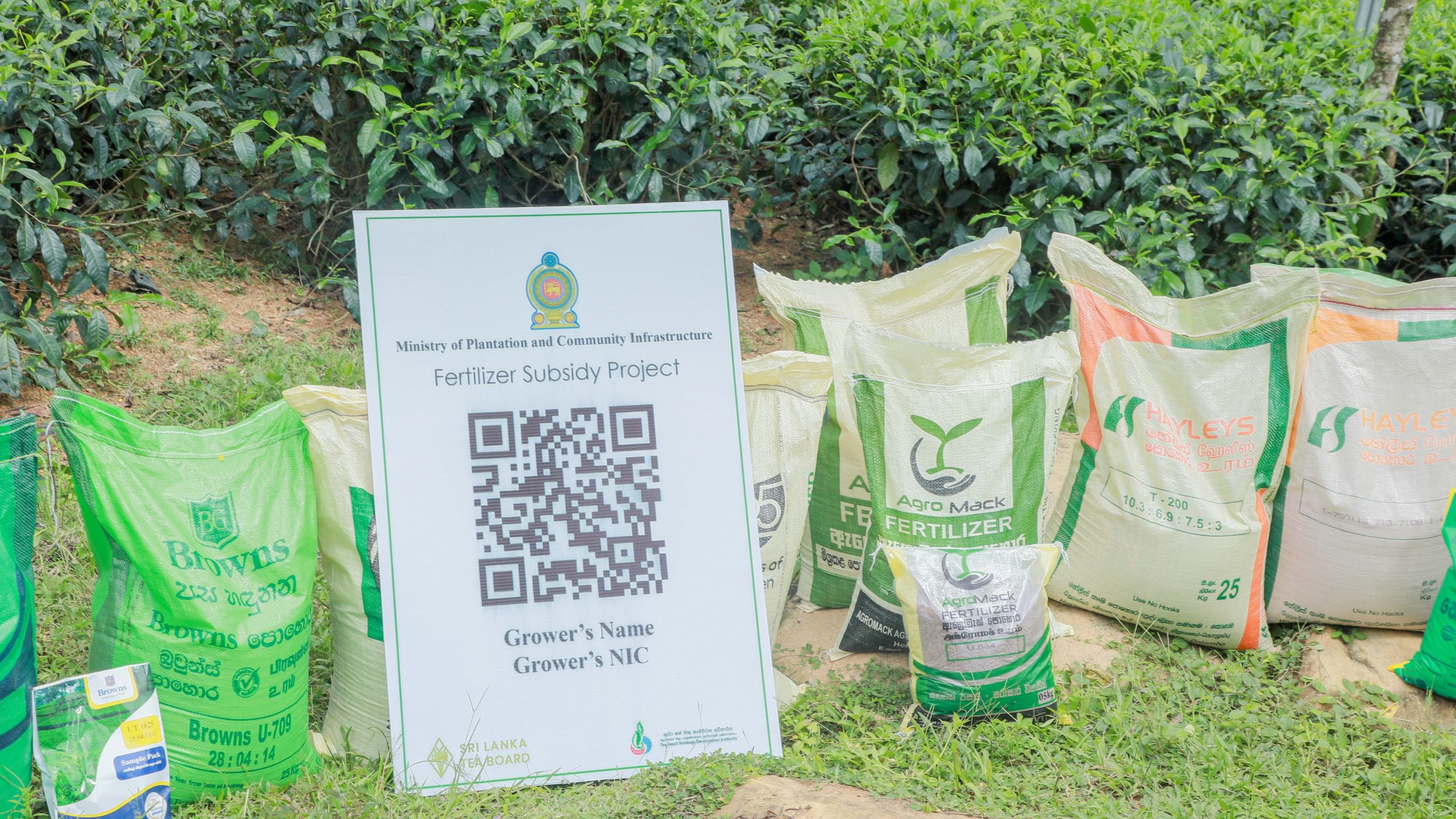 Sri Lanka disburses tea fertilizer subsidy through QR code method | EconomyNext