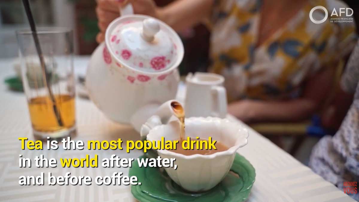 Sri Lanka to combat fake Ceylon Tea with GI certification, get better prices | EconomyNext