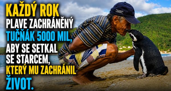 Tučňák uplaval tisíce kilometrů, aby znovu našel muže, který mu zachránil život